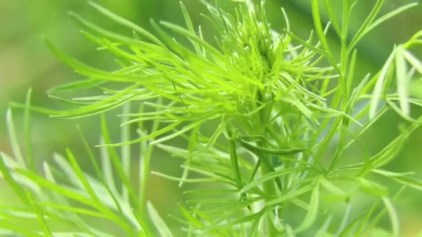 太陽の下の春の畑の緑の草マクロビデオ — ストック動画