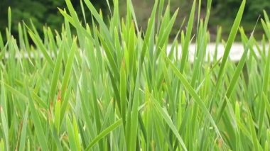 Güneşteki dinyeper nehrinde yeşil sazlıklar 