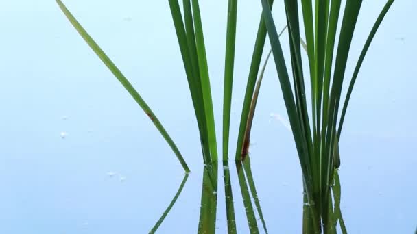 Groen Riet Dnjepr Rivier Zon — Stockvideo