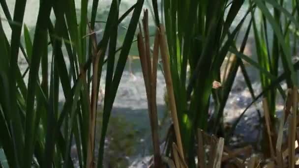 Πράσινα Καλάμια Στον Πιο Πυκνό Ποταμό Στον Ήλιο — Αρχείο Βίντεο