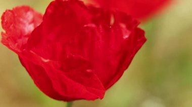 Gelincik çiçeği güneşte bir tarlada, rüzgarda yakın plan, çiçek arka plan, gelincikler