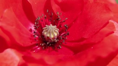 Gelincik çiçeği güneşte bir tarlada, rüzgarda yakın plan, çiçek arka plan, gelincikler