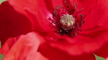 Gelincik çiçeği güneşte bir tarlada, rüzgarda yakın plan, çiçek arka plan, gelincikler