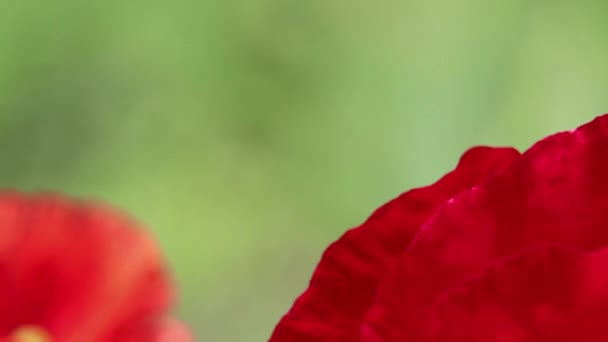 Mohn Blume Auf Einem Feld Der Sonne Wind Nahaufnahme Blumiger — Stockvideo