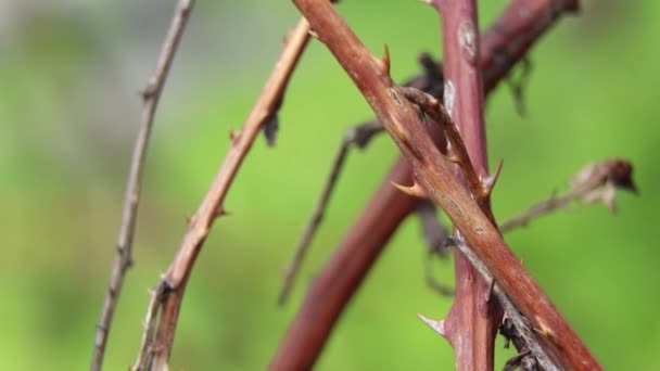 Ramo Rose Con Spine Sulla Strada Nel Giardino Primavera Ucraina — Video Stock