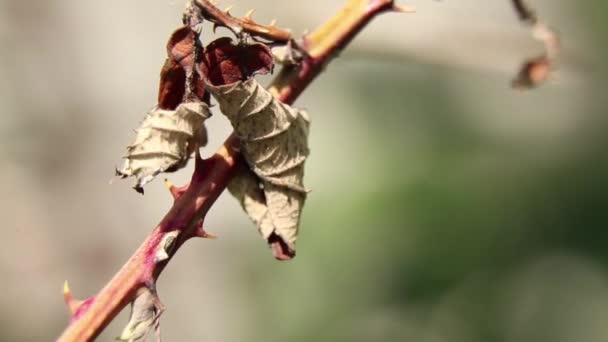 Ramură Trandafiri Spini Stradă Grădină Primăvară Ucraina — Videoclip de stoc