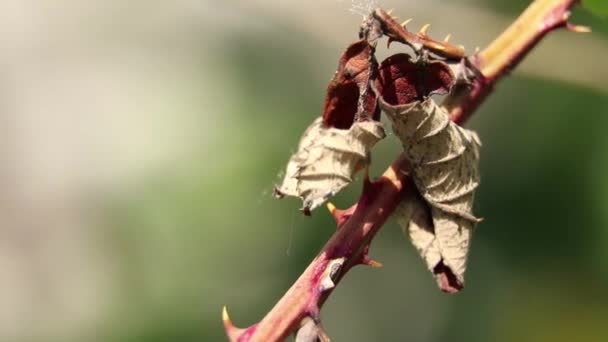 Ramo Rosas Com Espinhos Rua Jardim Primavera Ucrânia — Vídeo de Stock