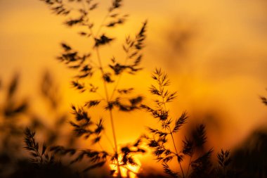 Ukrayna 'da akşam vakti çimenler, Dinyeper nehrinde gün batımı