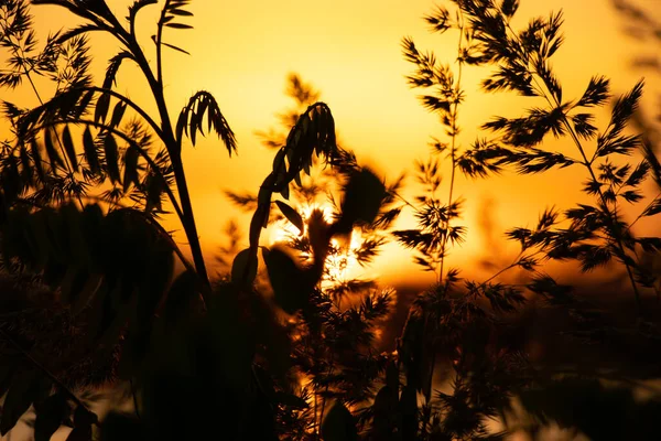 Grass Sunset Evening Ukraine Sunset Dnieper River — Stock Photo, Image