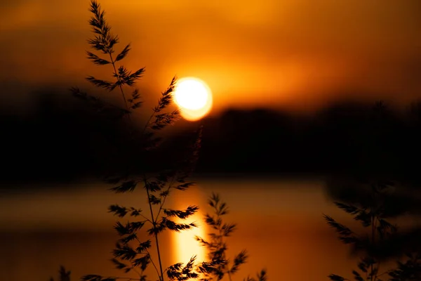 ウクライナの夕方の日没時の草 ドニエプル川の日没 — ストック写真