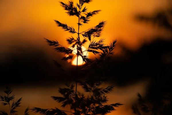 Gras Bei Sonnenuntergang Abend Der Ukraine Sonnenuntergang Dnjepr — Stockfoto