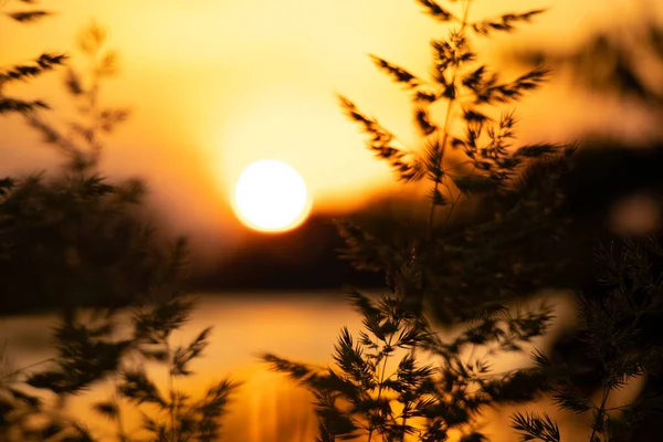 Grass Sunset Evening Ukraine Sunset Dnieper River — Stock Photo, Image