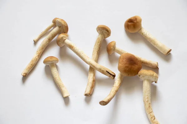 蘑菇蜂蜜蘑菇在孤立的背景下特写 原蜜蘑菇 — 图库照片
