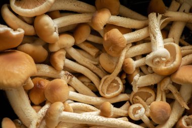 Çiğ mantar, bal, tarım, yakın plan, yiyecek.