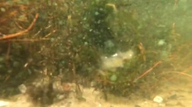 Ukrayna 'daki dinyeper nehrinin dibindeki algler, kirli çamurlu su, nehir.