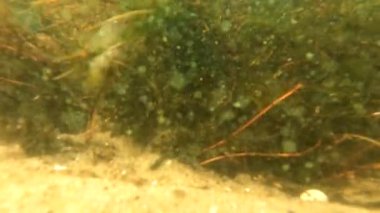 Ukrayna 'daki dinyeper nehrinin dibindeki algler, kirli çamurlu su, nehir.