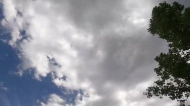 Ağaçlar gökyüzüne karşı hareket ediyor, parkta bisikletten ateş ediyorlar.