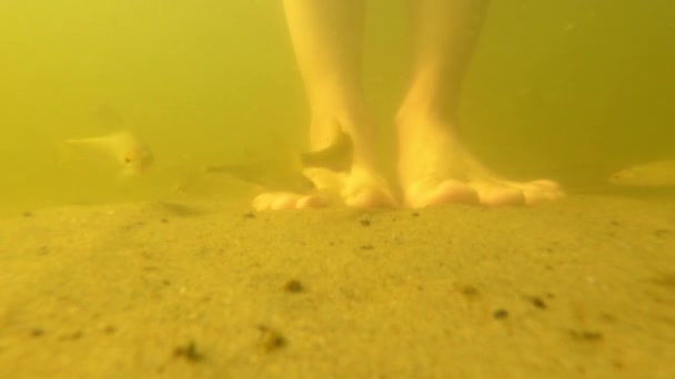 站在河底的沙滩上 小河里的鱼在附近游来游去 在水下拍摄 乌克兰的第聂伯河在水下 — 图库视频影像