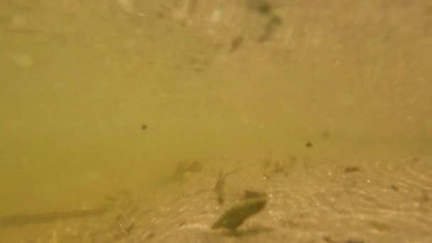 Alger på botten av floden Dnepr i Ukraina, smutsigt lerigt vatten, flod — Stockvideo