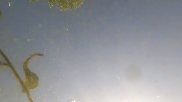 Algas en el fondo del río Dnieper en Ucrania, agua sucia fangosa, río — Vídeos de Stock