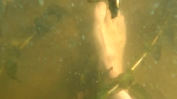 Die Füße stehen auf dem Sand am Grund des Flusses und kleine Flussfische schwimmen in der Nähe und filmen unter Wasser, den Dnjepr — Stockvideo