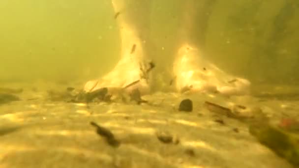 Pieds debout sur le sable au fond de la rivière et les petits poissons de rivière nagent à proximité, tournage sous l'eau, la rivière Dniepr en Ukraine — Video