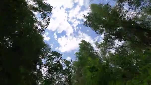 Bäume gegen den Himmel in Bewegung, Schüsse von einem Fahrrad in einem Park — Stockvideo