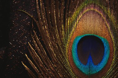 tavuskuşu tüyü Makro fotoğraf, tavus kuşu tüyü izole