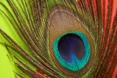 tavuskuşu tüyü Makro fotoğraf, tavus kuşu tüyü izole