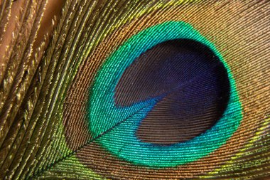 tavuskuşu tüyü Makro fotoğraf, tavus kuşu tüyü izole