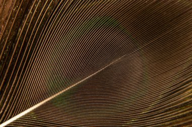 tavuskuşu tüyü Makro fotoğraf, tavus kuşu tüyü izole