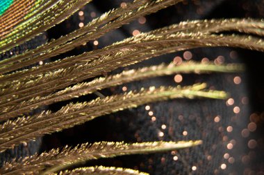 tavuskuşu tüyü Makro fotoğraf, tavus kuşu tüyü izole