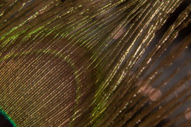 tavuskuşu tüyü Makro fotoğraf, tavus kuşu tüyü izole