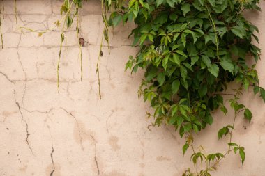 Arka planda yabani üzümlerin örüldüğü hafif bir duvar, üzüm dallarıyla örülmüş taş bir duvar.