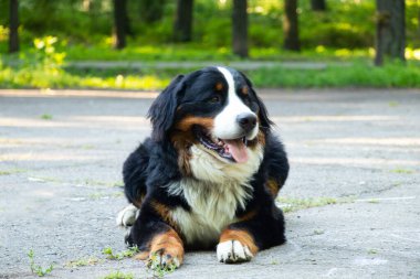 Bernese dağ köpeği yazın parkta dolaşmak için Ukrayna 'da, safkan köpek, eğitimli köpek