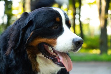 Bernese dağ köpeği yazın parkta dolaşmak için Ukrayna 'da, safkan köpek, eğitimli köpek