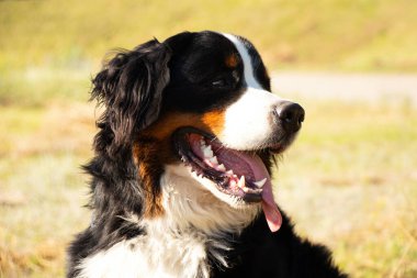 Bernese dağ köpeği yazın parkta dolaşmak için Ukrayna 'da, safkan köpek, eğitimli köpek