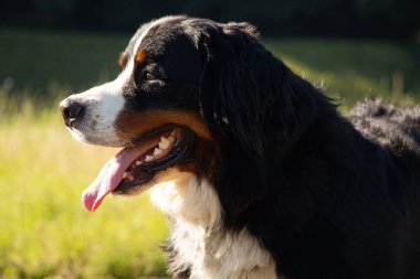 Bernese dağ köpeği yazın parkta dolaşmak için Ukrayna 'da, safkan köpek, eğitimli köpek
