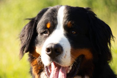 Bernese dağ köpeği yazın parkta dolaşmak için Ukrayna 'da, safkan köpek, eğitimli köpek