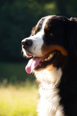 Bernese dağ köpeği yazın parkta dolaşmak için Ukrayna 'da, safkan köpek, eğitimli köpek