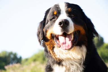 Bernese dağ köpeği yazın parkta dolaşmak için Ukrayna 'da, safkan köpek, eğitimli köpek