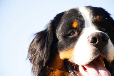 Bernese dağ köpeği yazın parkta dolaşmak için Ukrayna 'da, safkan köpek, eğitimli köpek