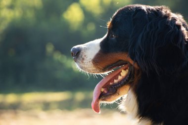 Bernese dağ köpeği yazın parkta dolaşmak için Ukrayna 'da, safkan köpek, eğitimli köpek