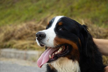 Bernese dağ köpeği yazın parkta dolaşmak için Ukrayna 'da, safkan köpek, eğitimli köpek
