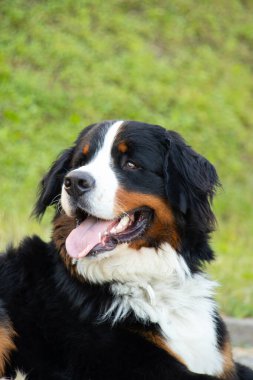 Bernese dağ köpeği yazın parkta dolaşmak için Ukrayna 'da, safkan köpek, eğitimli köpek