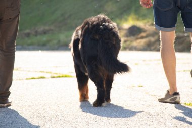 Bernese dağ köpeği yazın parkta dolaşmak için Ukrayna 'da, safkan köpek, eğitimli köpek