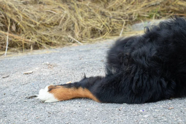 Бернский Горный Пес Парке Летом Прогулок Лесу Чистокровная Собака Дрессировочная — стоковое фото