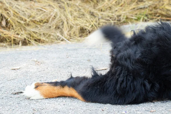 Bernese Perro Montaña Parque Verano Para Paseos Ucrania Perro Raza — Foto de Stock