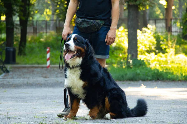 Bernese Cão Montanha Parque Verão Para Passeios Ucraniano Cão Raça — Fotografia de Stock
