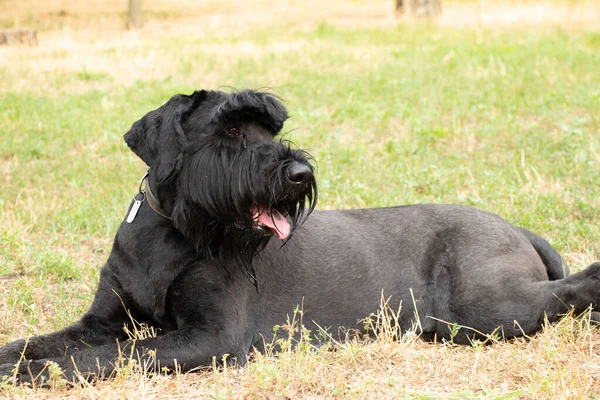 Retrato Perro Negro Adulto Gigante Schnauzer Parque Sol Verano Ucrania — Foto de Stock